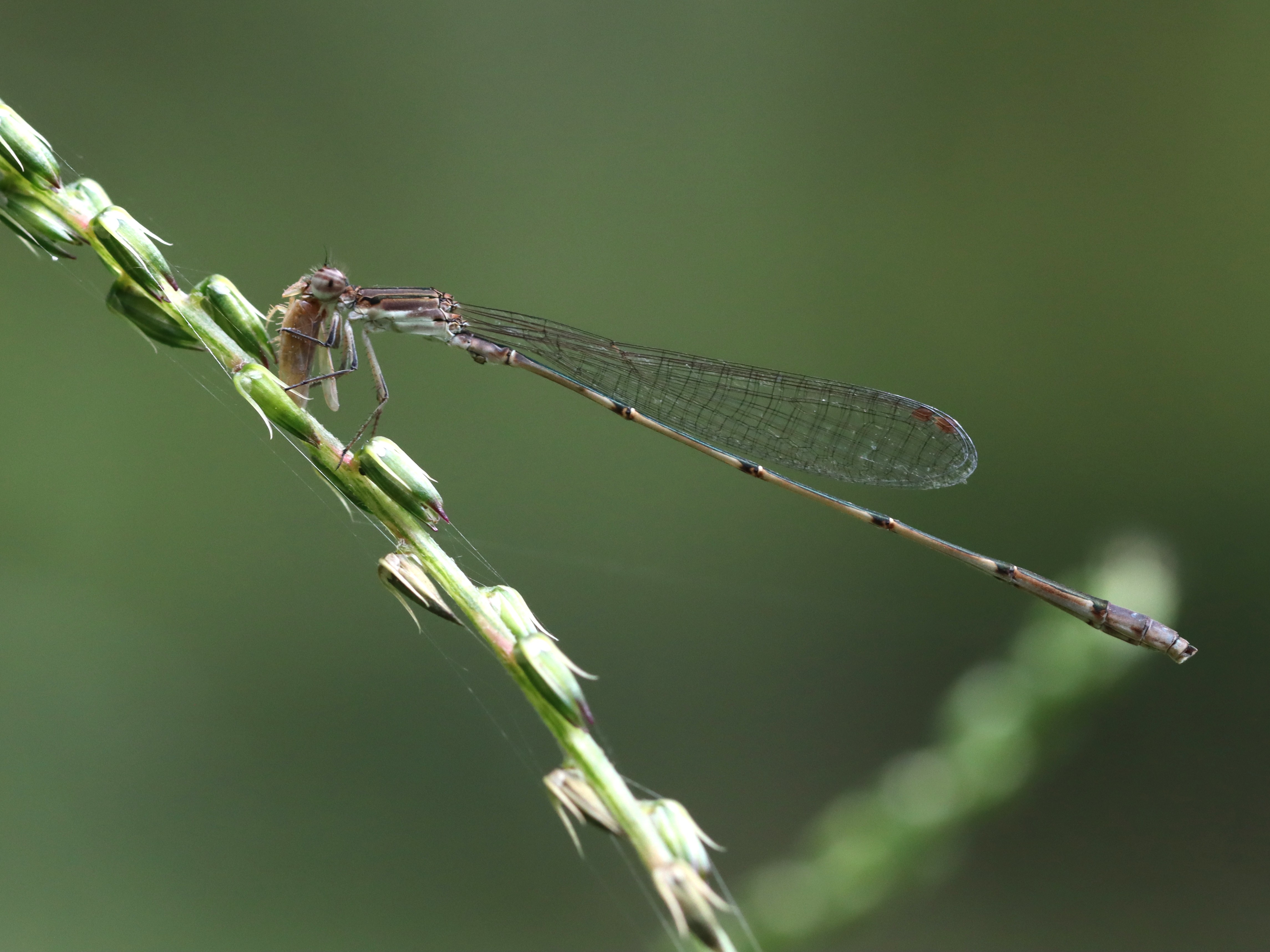 ホソミイトトンボ2